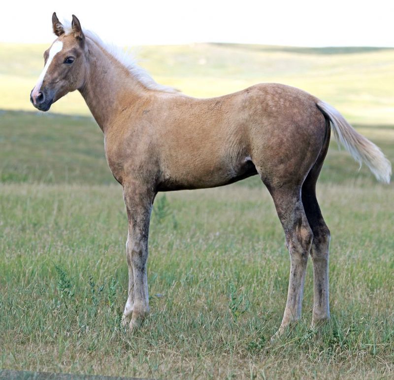 036 - Flit My Ways filly